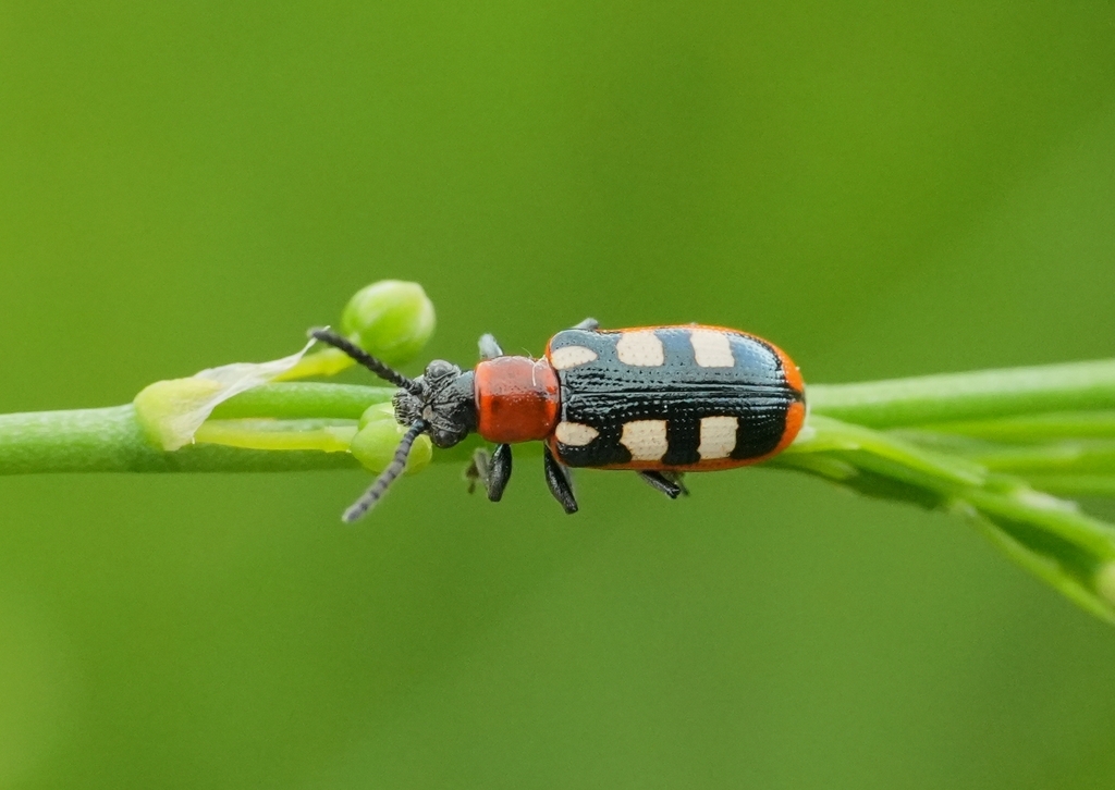 Common Asparagus Beetle, photo 1 of 8