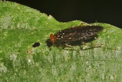 Euphyllodromia