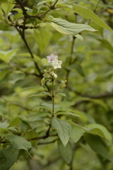 Leptodermis lanceolata