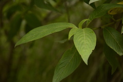 Leptodermis lanceolata