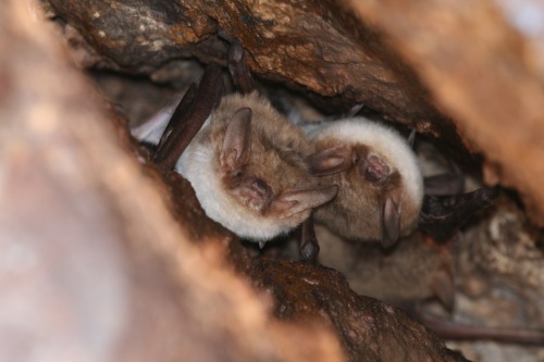 fish-eating bat