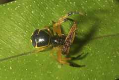 Stephanopoides simoni