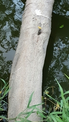 Pithecellobium lanceolatum