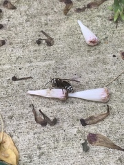 Dolichovespula maculata