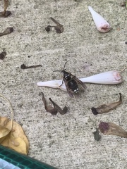 Dolichovespula maculata