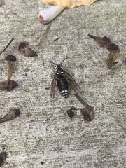 Dolichovespula maculata