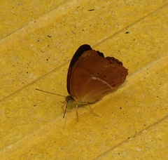 Cirrochroa malaya