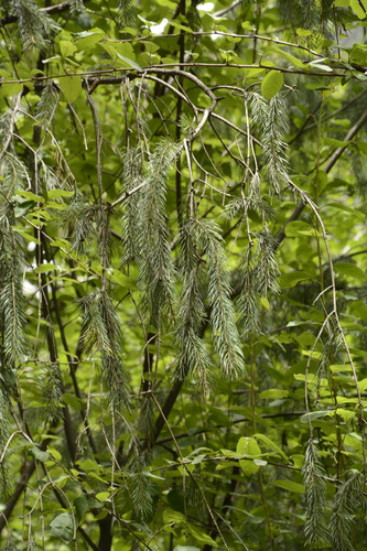 Morinda spruce (Picea smithiana)