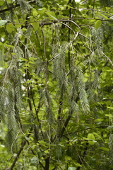 Picea smithiana
