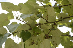 Populus ciliata