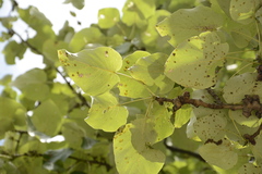 Populus ciliata