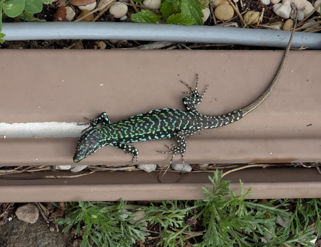 Lizard In Rome Common Wall Lizard from Monti, Rome, Metropolitan City of Rome Capital ...