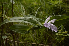 Roscoea purpurea