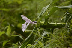 Roscoea purpurea