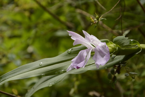 How to identify Roscoea purpurea Sm.