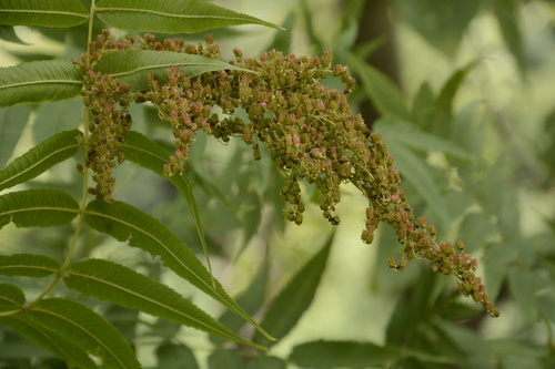 Image of Sorbaria tomentosa by (c) Siddarth Machado, some rights reserved (CC BY)