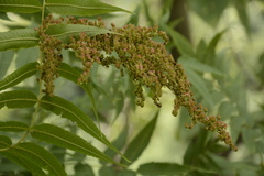 Sorbaria tomentosa