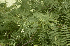 Sorbaria tomentosa