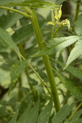 Sorbaria tomentosa