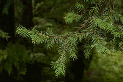 Taxus wallichiana