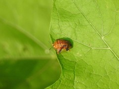 Laccoptera nepalensis