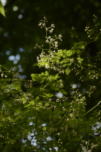 Thalictrum foliolosum