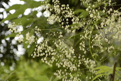 Thalictrum foliolosum