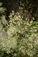 Thalictrum foliolosum