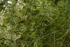 Thalictrum foliolosum