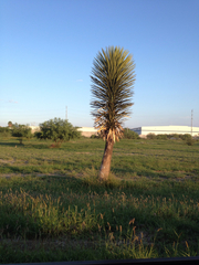 Yucca filifera