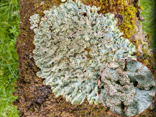 rough speckled shield lichen