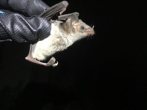 Mexican Long-nosed Bat