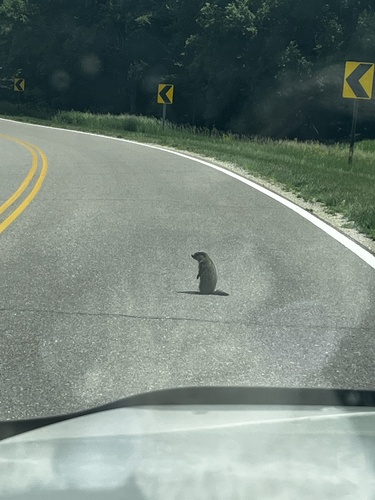 Groundhog