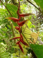 Heliconia × rauliniana