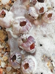 Amphibalanus amphitrite