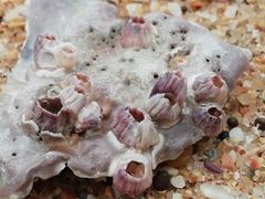 Amphibalanus amphitrite