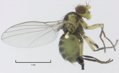Liriomyza chenopodii