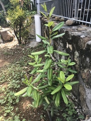 Pimenta racemosa