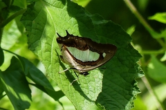 Polyura bharata