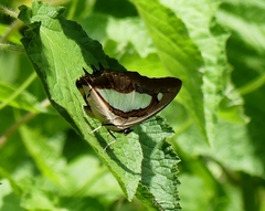 Polyura bharata