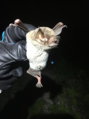Pteronotus parnellii mexicanus