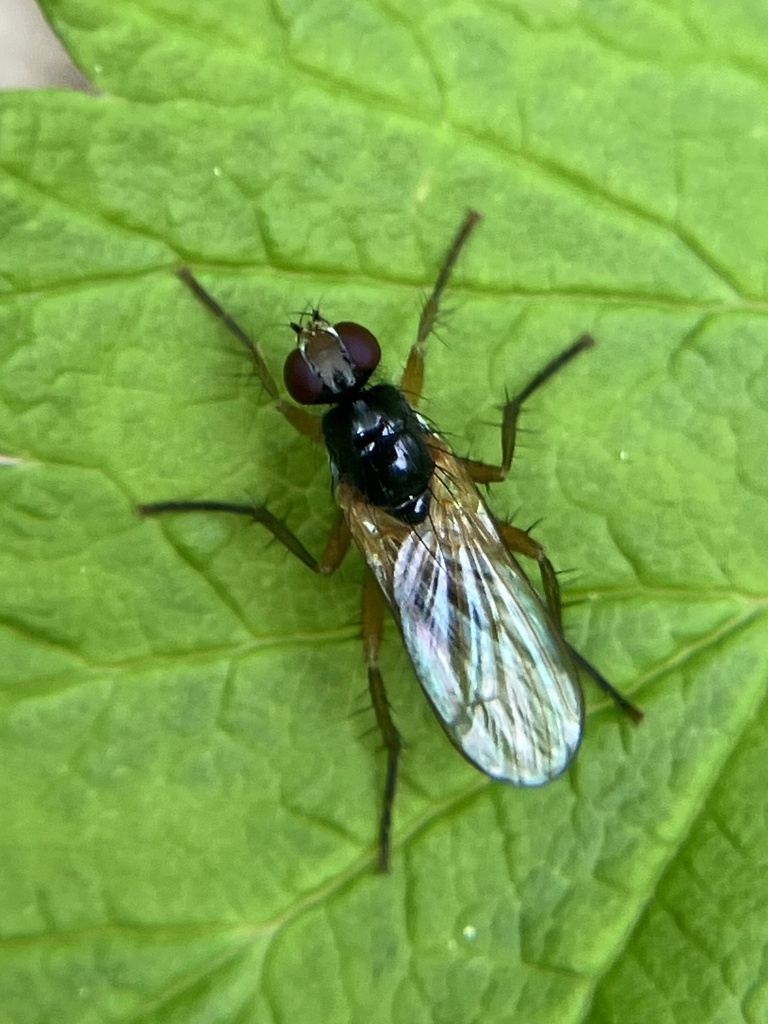 Cordilura setosa