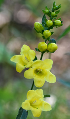 Dasistoma macrophylla
