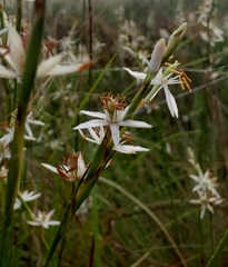 Pleea tenuifolia