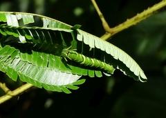 Polyura