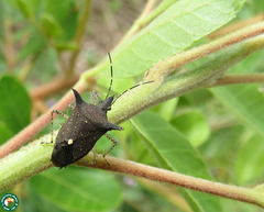 Proxys albopunctulatus