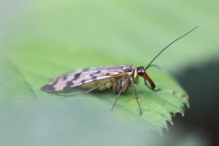 Panorpa vulgaris