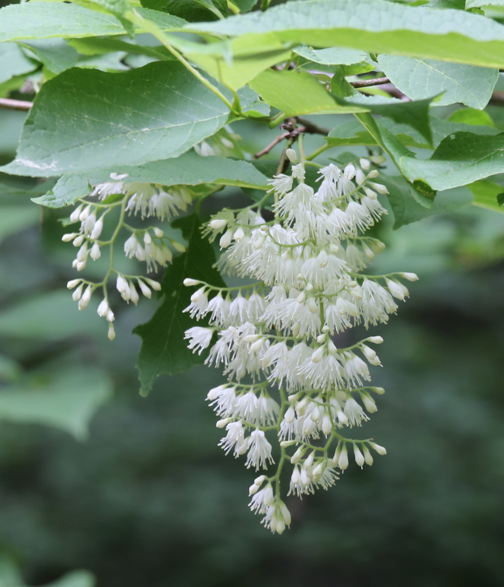 Pterostyrax hispidus