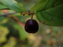 Cotoneaster glaucophyllus