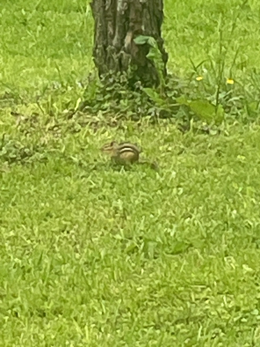 Eastern Chipmunk photographed in Maryland